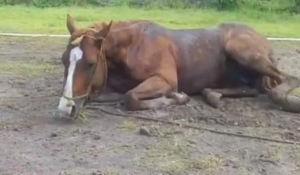 caballo-peste