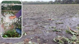 danos-tormenta-Ordoqui-centenario-hortensia